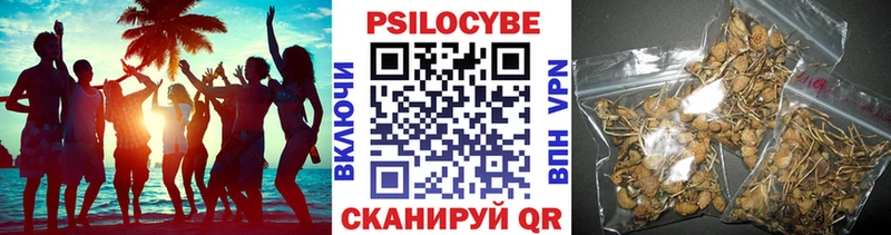 Псилоцибиновые грибы Psilocybine cubensis  Мценск 
